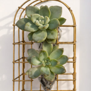 Casita de sucus