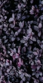 BP_COLOR_01