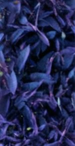 BP_COLOR_02