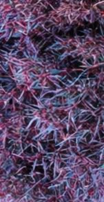 BP_COLOR_03