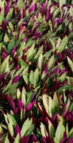 BP_COLOR_08