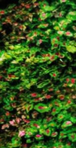 BP_COLOR_09