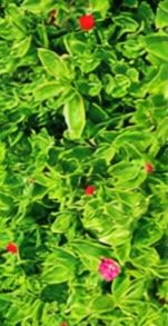 BP_COLOR_10