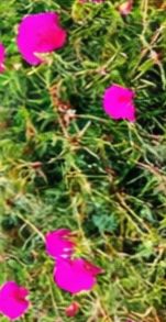 BP_COLOR_11